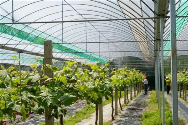 大棚葡萄的病虫害及防治措施，常见的病害有霜霉病、白腐病等