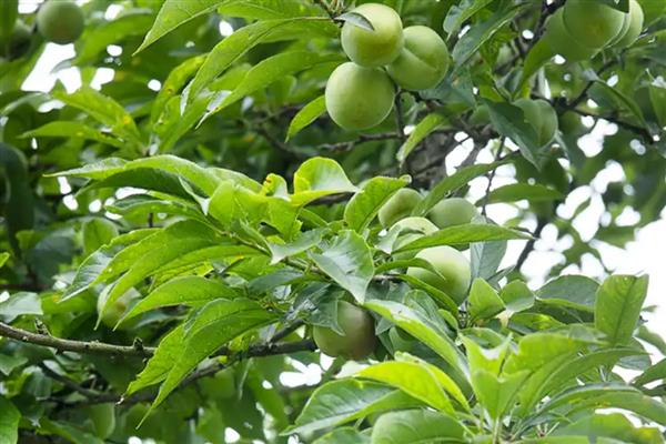 种梅子要施什么肥,在每年的秋季施加熟腐有机肥