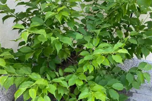 种梅子要施什么肥,在每年的秋季施加熟腐有机肥