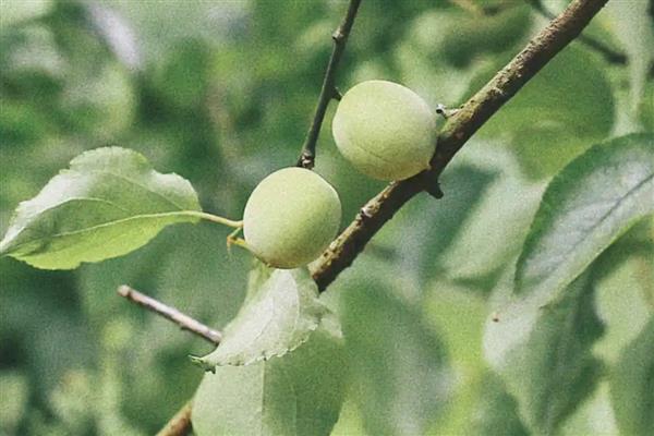 种梅子要施什么肥,在每年的秋季施加熟腐有机肥