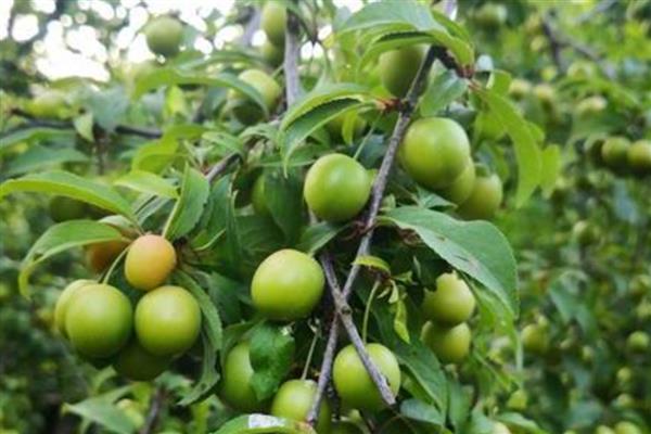 种梅子要施什么肥,在每年的秋季施加熟腐有机肥