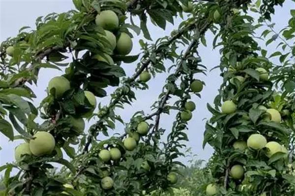 种梅子要施什么肥,在每年的秋季施加熟腐有机肥