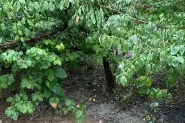 种梅子要施什么肥,在每年的秋季施加熟腐有机肥