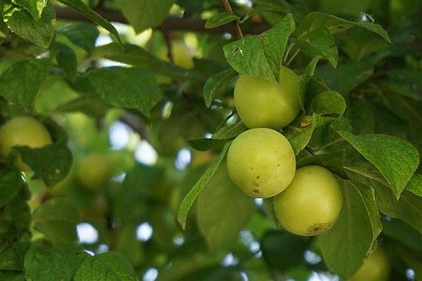 种梅子要施什么肥,在每年的秋季施加熟腐有机肥