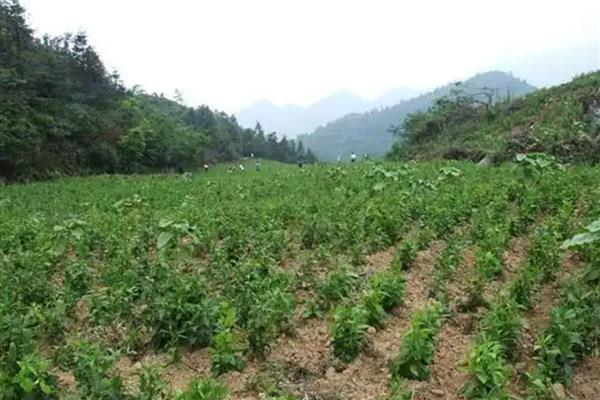 天麻的采收时间,11月至次年的3月份采收