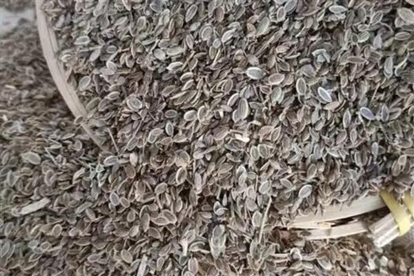 茴香怎么种植,株高达到7-8厘米时要追施尿素