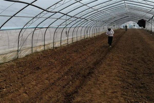 茴香怎么种植,株高达到7-8厘米时要追施尿素