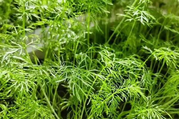 茴香怎么种植,株高达到7-8厘米时要追施尿素