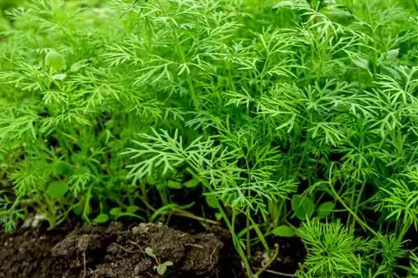 茴香怎么种植,株高达到7-8厘米时要追施尿素