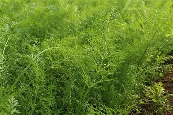 茴香怎么种植,株高达到7-8厘米时要追施尿素