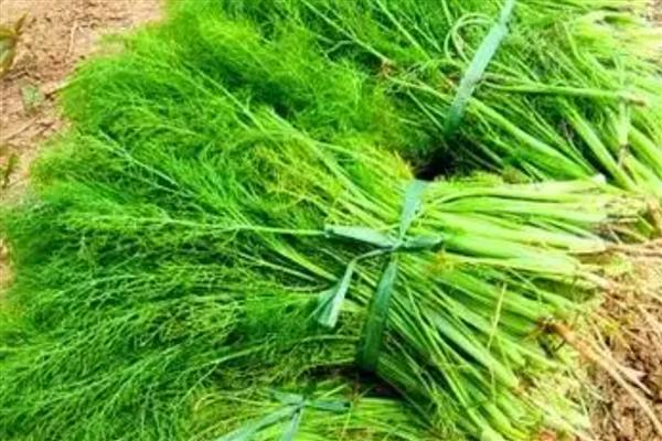 茴香怎么种植,株高达到7-8厘米时要追施尿素