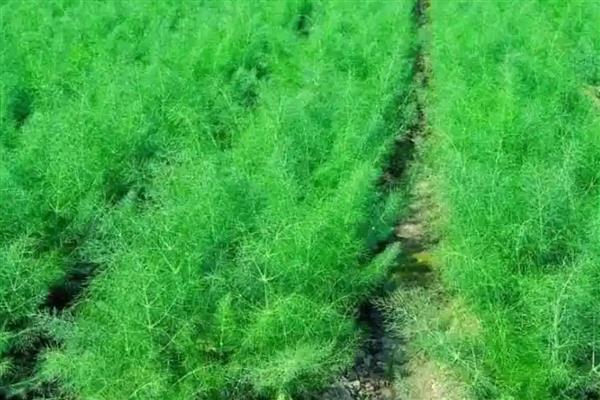 茴香怎么种植,株高达到7-8厘米时要追施尿素