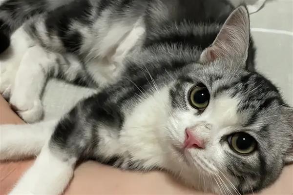 猫有耳螨的症状，耳朵附近、颈部会出现抓痕