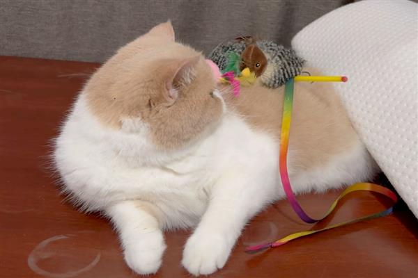 猫有耳螨的症状，耳朵附近、颈部会出现抓痕