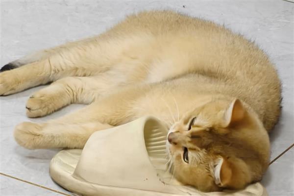 猫有耳螨的症状，耳朵附近、颈部会出现抓痕