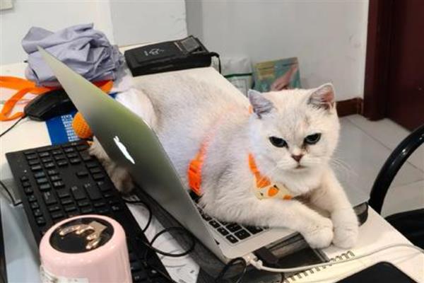 猫有耳螨的症状，耳朵附近、颈部会出现抓痕