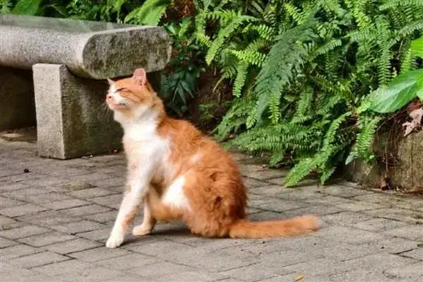 猫有耳螨的症状，耳朵附近、颈部会出现抓痕