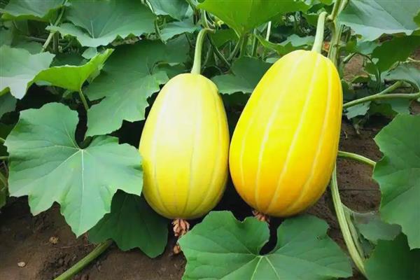 种什么蔬菜不愁销路，推荐金丝瓜、树头菜等