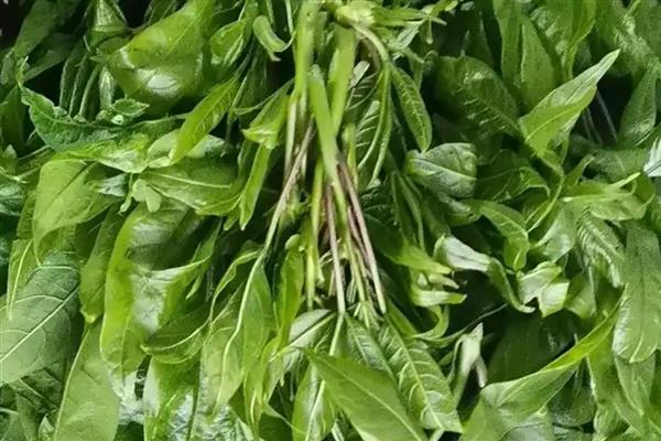 种什么蔬菜不愁销路，推荐金丝瓜、树头菜等