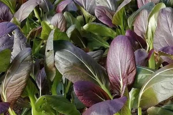 种什么蔬菜不愁销路，推荐金丝瓜、树头菜等