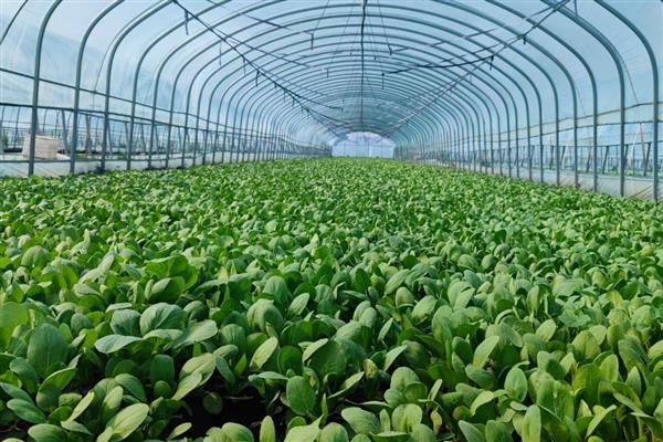 种什么蔬菜不愁销路，推荐金丝瓜、树头菜等