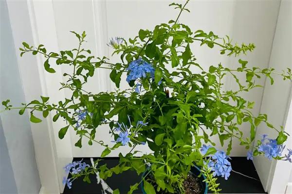 夏天蓝雪花几天浇一次水,要每隔2-3天浇一次水