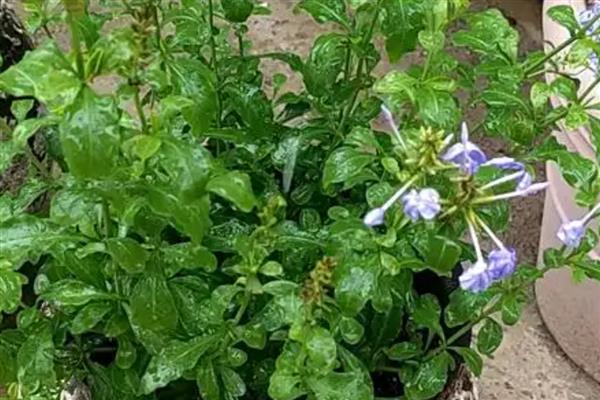 夏天蓝雪花几天浇一次水,要每隔2-3天浇一次水