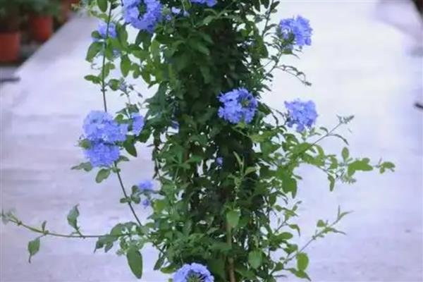 夏天蓝雪花几天浇一次水,要每隔2-3天浇一次水