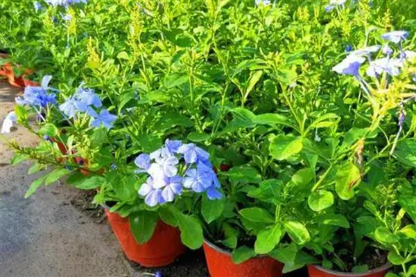 夏天蓝雪花几天浇一次水,要每隔2-3天浇一次水