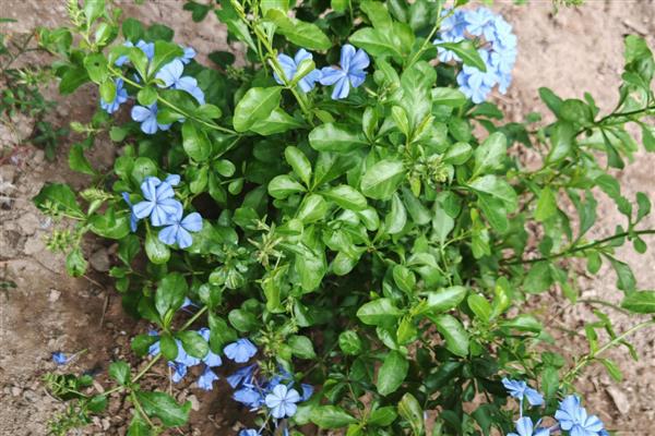 夏天蓝雪花几天浇一次水,要每隔2-3天浇一次水