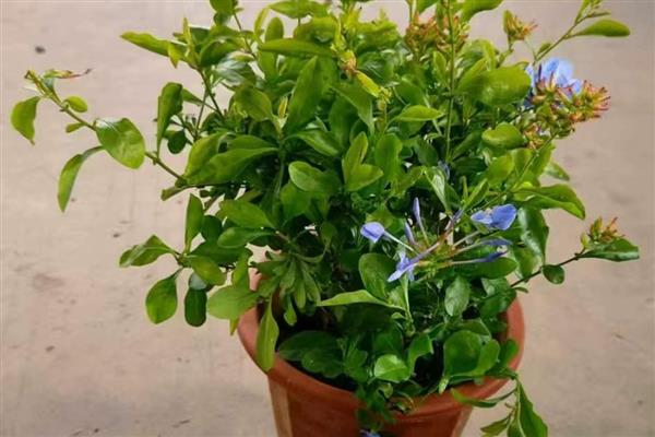 夏天蓝雪花几天浇一次水,要每隔2-3天浇一次水