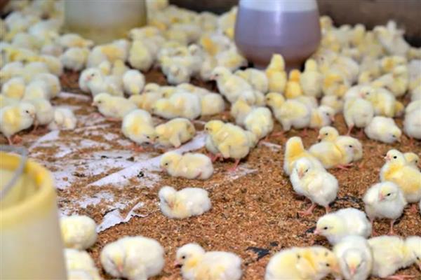 小鸡出壳后多久可以喂食喂水，15-24小时后可以喂食喂水