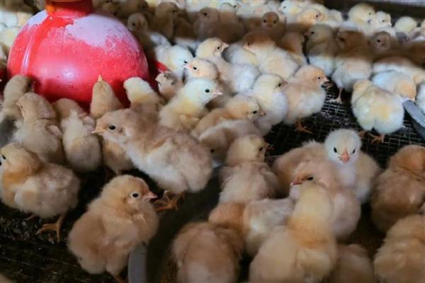 小鸡出壳后多久可以喂食喂水，15-24小时后可以喂食喂水