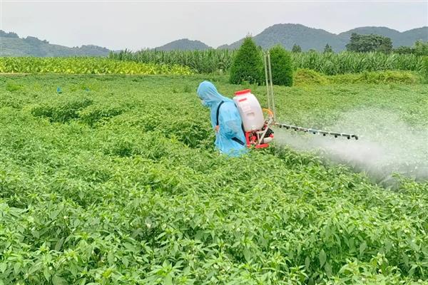 怎么除辣椒树上的蚜虫，可以用洗洁精喷洒