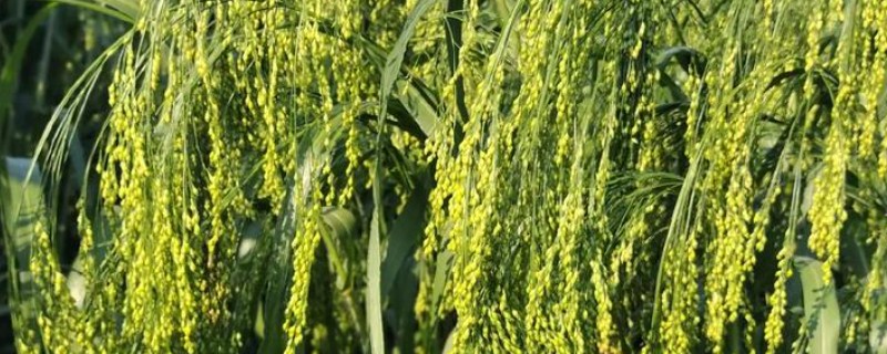 黍子的种植方法,在阳历5月下旬或6月上旬种植