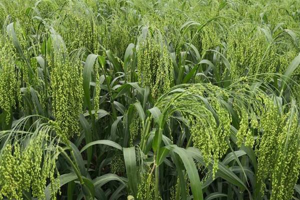 黍子的种植方法，在阳历5月下旬或6月上旬种植