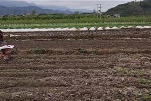 黍子的种植方法，在阳历5月下旬或6月上旬种植