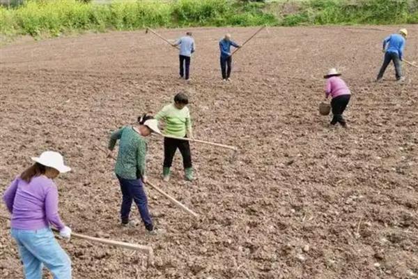 黍子的种植方法，在阳历5月下旬或6月上旬种植