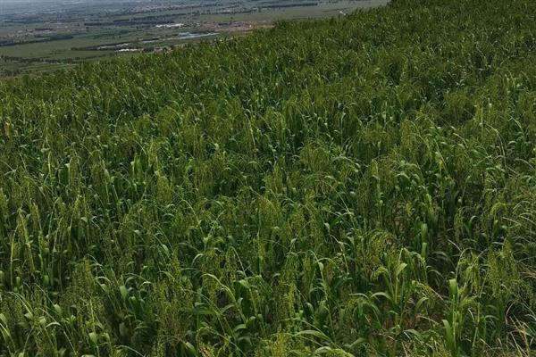 黍子的种植方法，在阳历5月下旬或6月上旬种植