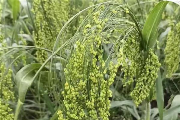 黍子的种植方法，在阳历5月下旬或6月上旬种植