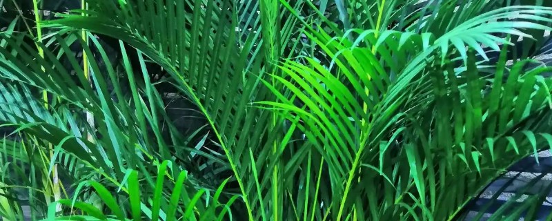 客厅大型绿植有哪些品种，有散尾葵、发财树等