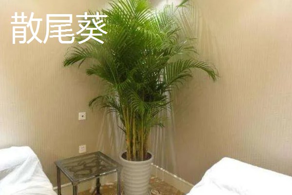 客厅大型绿植有哪些品种，有散尾葵、发财树等