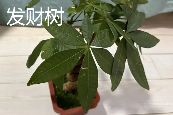 客厅大型绿植有哪些品种，有散尾葵、发财树等