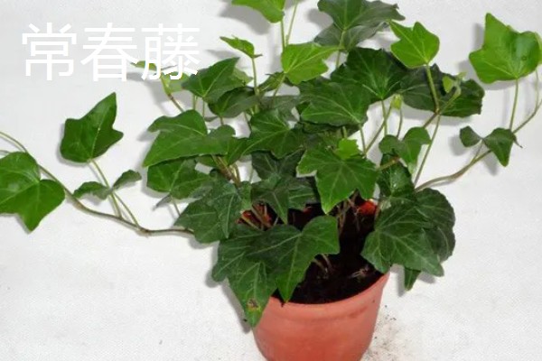 客厅大型绿植有哪些品种，有散尾葵、发财树等