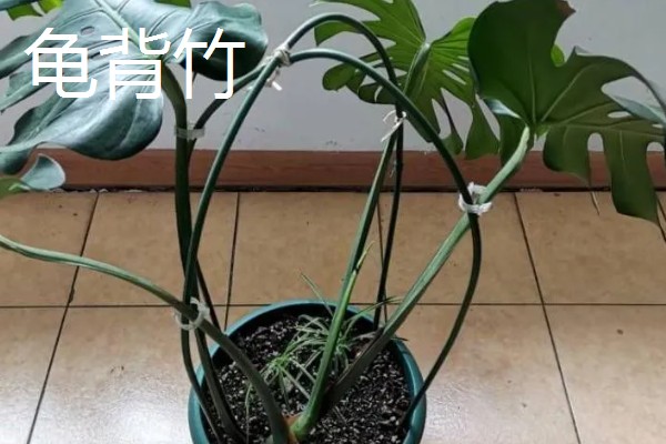 客厅大型绿植有哪些品种，有散尾葵、发财树等