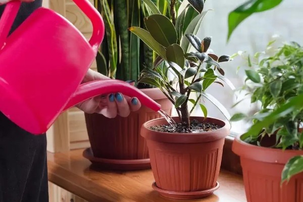 客厅大型绿植有哪些品种，有散尾葵、发财树等