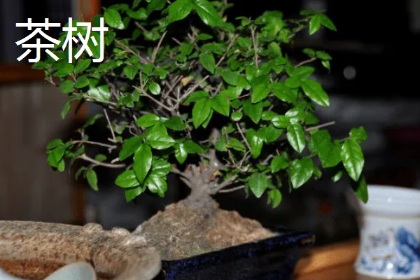 客厅大型绿植有哪些品种，有散尾葵、发财树等