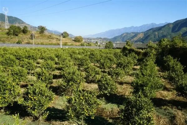 金桔如何种植，首先选择无病、产量高的种子