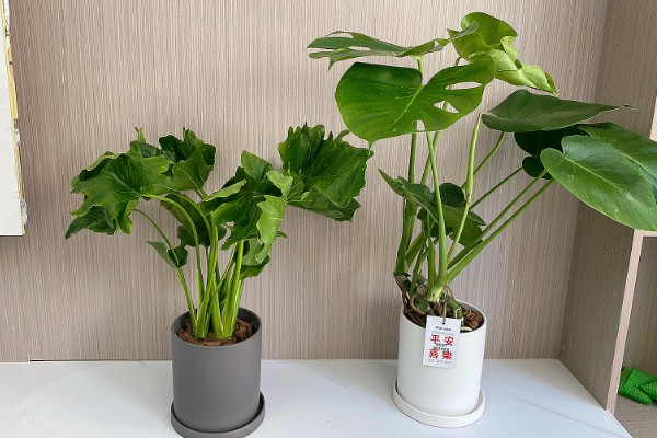 客厅大型绿植有哪些品种，有散尾葵、发财树等