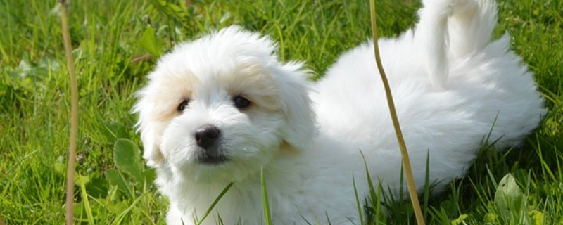 如何区分狗狗呕吐和咳嗽，可以听声音或看症状